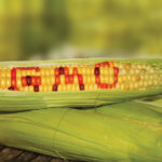 gmo corn