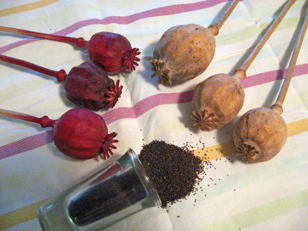 Poppy seed heads can be left natural (r)  or colour added such as these burgundy painted ones (l). Black poppy seeds are seen spilling from a container.