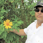 It might look like a wild sunflower, but it’s actually a plant used in Cuba as a cover crop in between the rows on avocado and banana plantations, according to agronomist Scott Day.