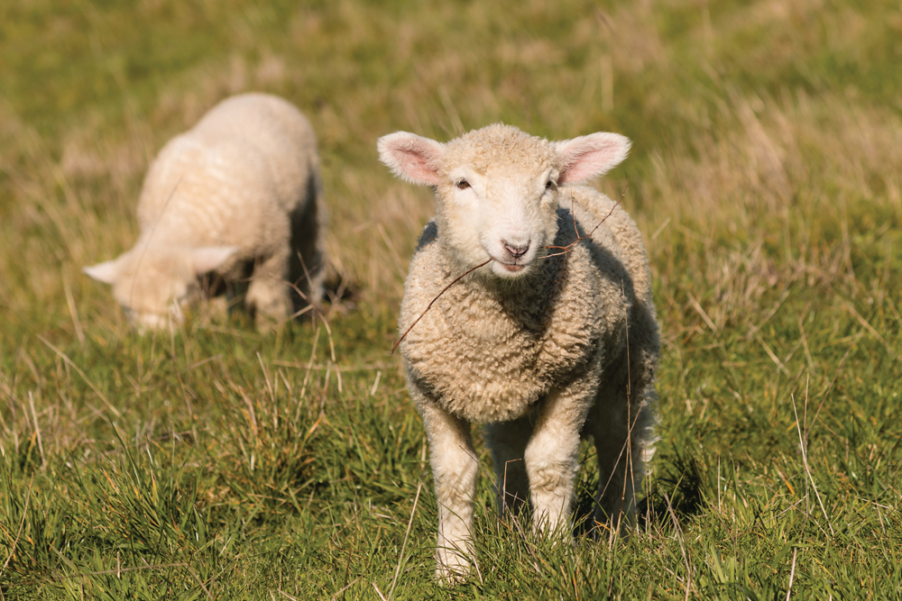 Too much or too little copper in feed rations can both cause health problems for sheep. 