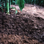 A healthy soil that’s high in carbon can make your farm a more efficient user of nutrients.