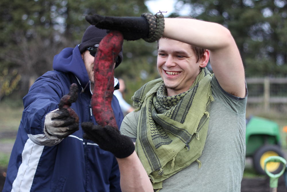 Students at Assiniboine Community College’s horticulture production and sustainable food systems program harvested sweet potatoes in October. 