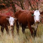 Beef 911: Body condition scoring pays dividends