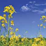 Canola research works best when farmers and researchers talk to each other, the goal of Canola Discovery Forum. 