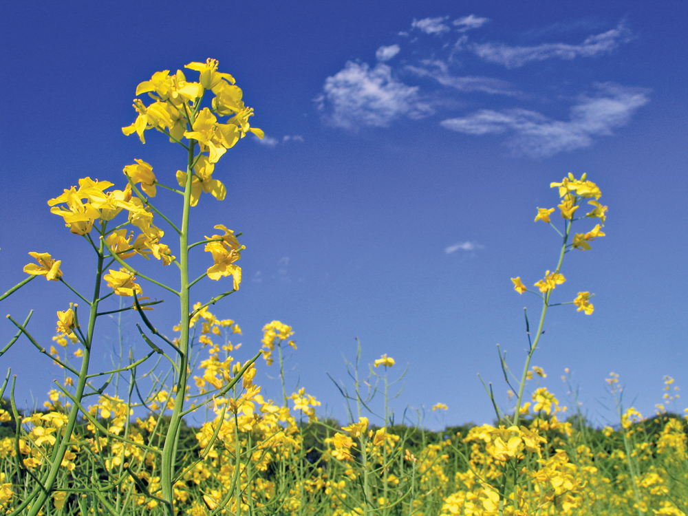 Canola research works best when farmers and researchers talk to each other, the goal of Canola Discovery Forum. 
