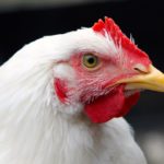 portrait of a white broiler chicken closeup
