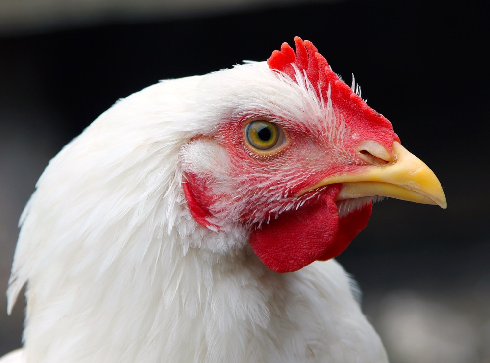 portrait of a white broiler chicken closeup