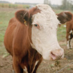 Antibodies from cattle, combined with engineered antigens, can trigger an immune response. A similar technique could work in humans.