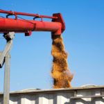 Loading Harvested Wheat Into Truck, Alberta, Canada