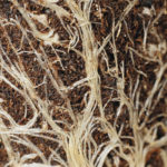Roots are an often overlooked part of any plant.