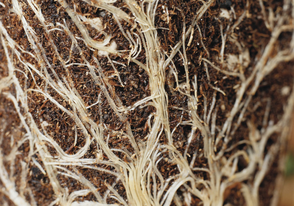Roots are an often overlooked part of any plant.