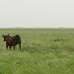 Brett McRae heads the Young Cattlemen's Council.