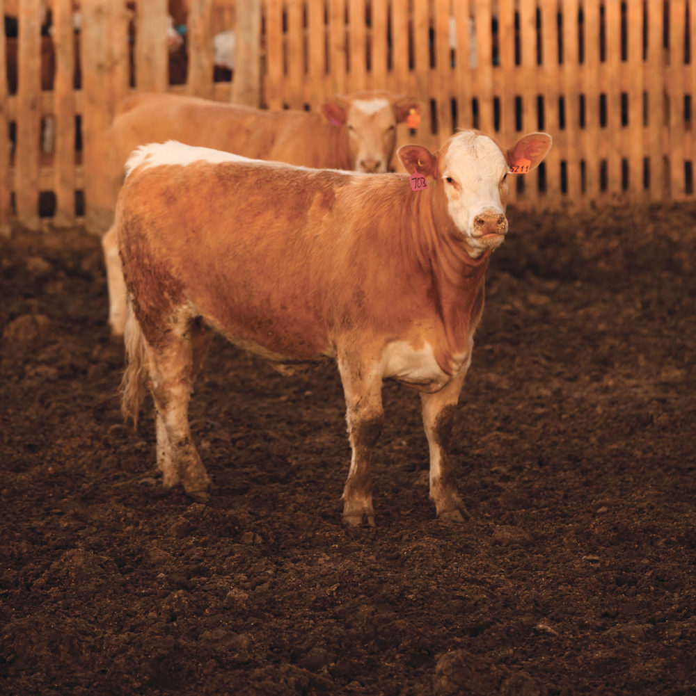 Quarantined ranches don’t have the facilities to feed the hundreds of calves they expected to sell in the fall, so Alberta Beef Producers is trying to get permission to use — and then find — feedlots willing to take them.