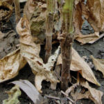 Soybean stems displaying the typical dark-brown lesions extending upwards from the soil.