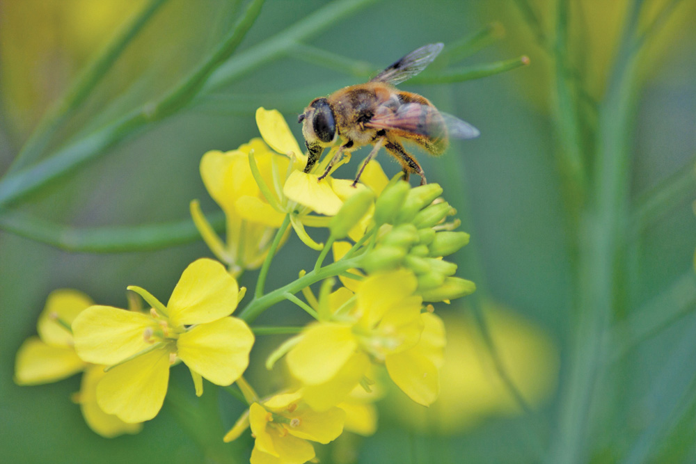 Neonic makers respond to Health Canada actions