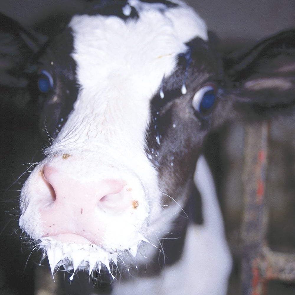 dairy calf