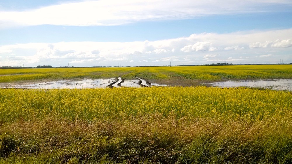 A very wet canola field in St. Andrews, Man. this past July.