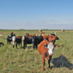 The beef industry has anted up in a big way to fund forage research through the Beef Cattle Research Centre.