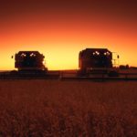 Combines harvesting crop at sunset