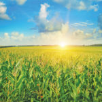 Corn growth has a sound that tells researchers a lot about how  that process works.