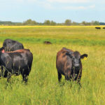 Research at the University of Alberta looks to identify how land use and grazing impact soil carbon levels.