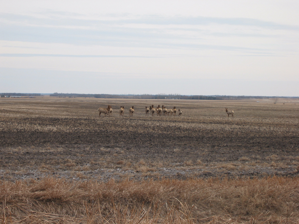 Both farmed and wild elk, like these photographed near Glenboro, and other cervids such as deer, are frequently blamed for disease outbreaks in cattle herds despite all evidence to the contrary.