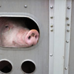 CFIA expects the livestock industry won’t find any surprises in proposed amendments to humane livestock transportation regulations.