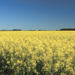 Crop management decisions balance agronomics, economics