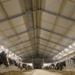 Researchers have found that light impacts hormone levels in cows and can have a positive impact on milk yield. photo: supplied