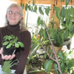 Ernestine Sepke holds up the tiny orange trees she’s started from seed from a Sunkist orange. The retired Glenboro farmer’s bright sunroom has many more tropical fruits growing in it.