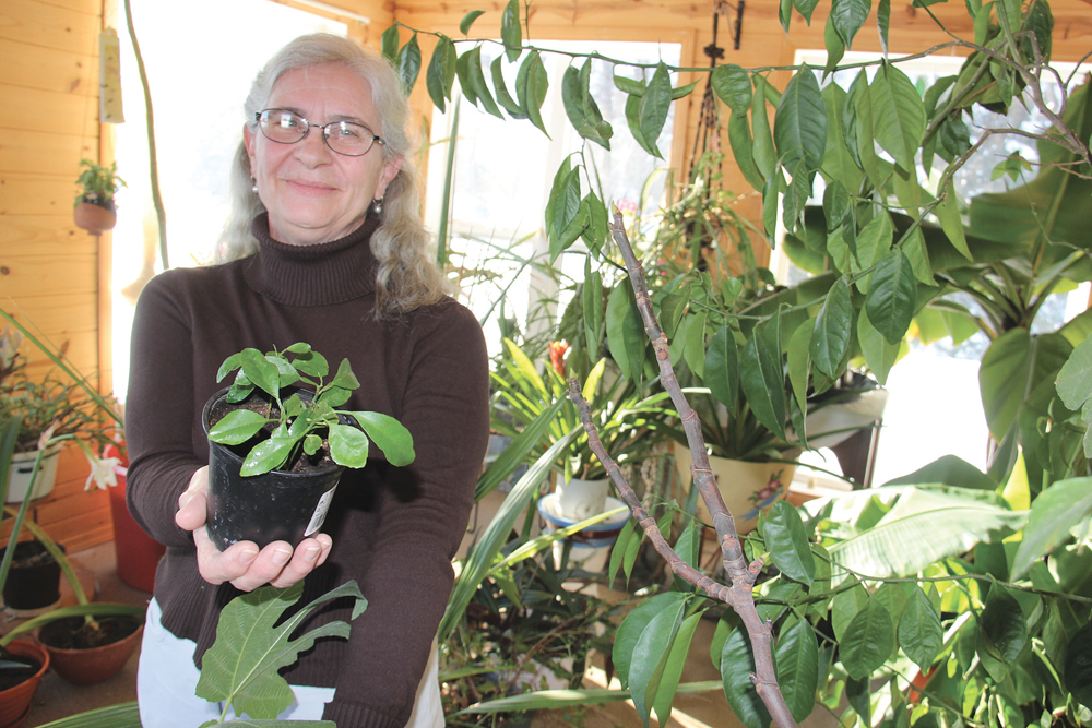 Ernestine Sepke holds up the tiny orange trees she’s started from seed from a Sunkist orange. The retired Glenboro farmer’s bright sunroom has many more tropical fruits growing in it.