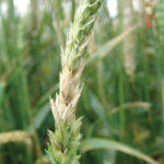 Fusarium head blight is an ongoing challenge but following best management practices can limit the damage.