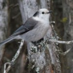The gray jay.