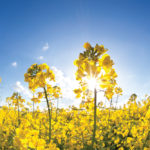 Happy anniversary, Canada — and canola!
