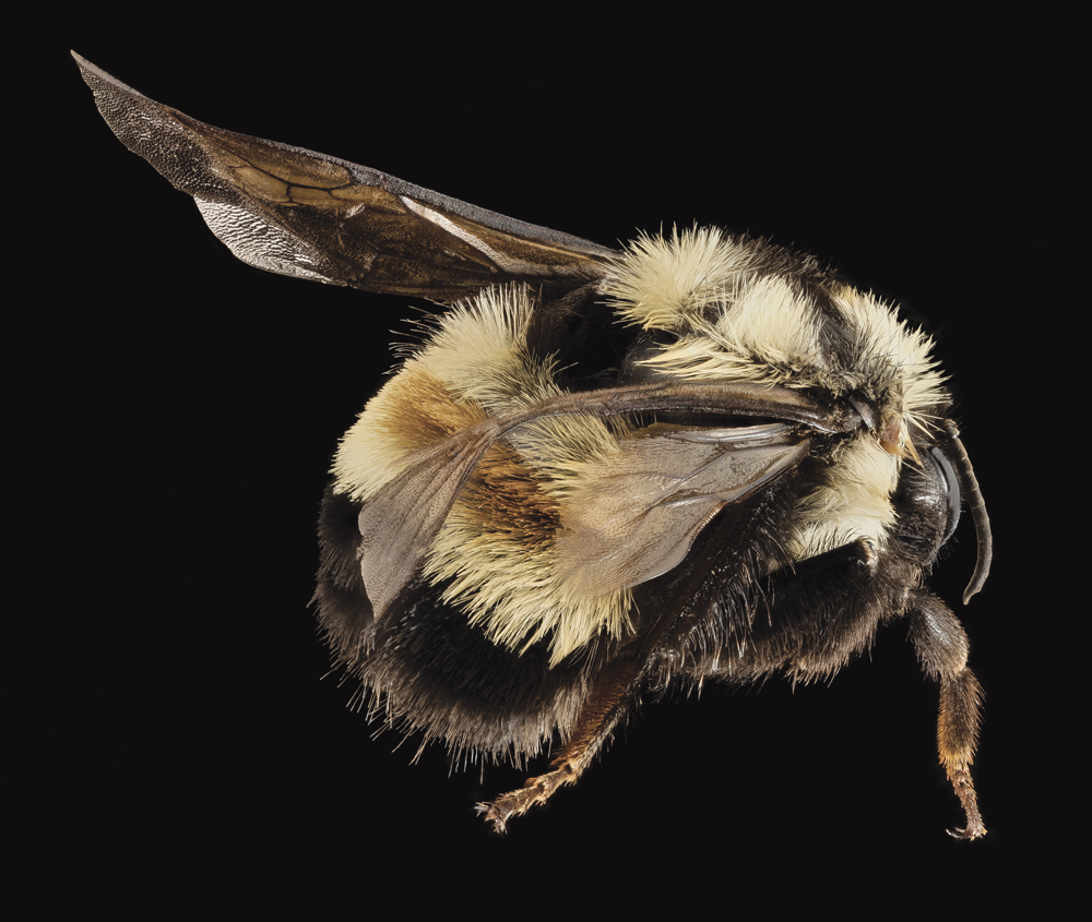 The rusty patched bumblebee is noted for the bright-brown patch on its abdomen.