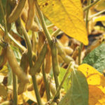 As soybeans break out of the Red River Valley, Westman looks to become a logical choice for any future crushing plant.