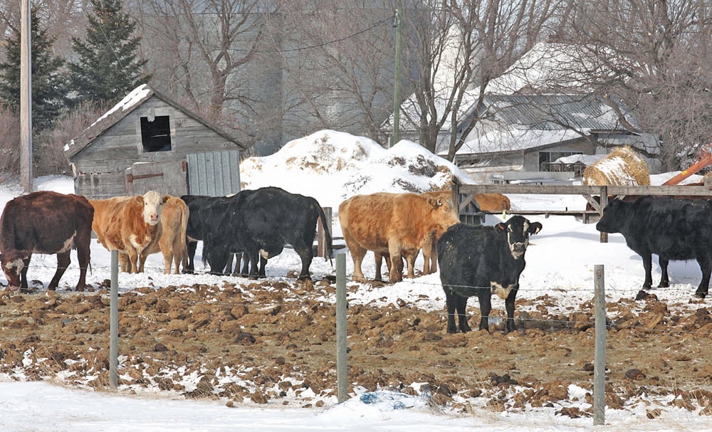 Beef cattle market continues to see volatility