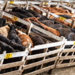 Just a bad patch? Or is the cattle sector in denial?