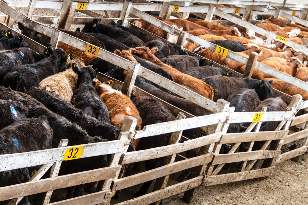 Just a bad patch? Or is the cattle sector in denial?
