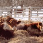 Livestock industry must prepare for just about anything