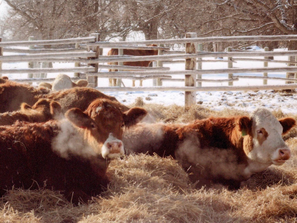 Livestock industry must prepare for just about anything