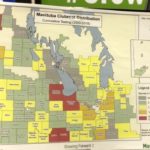 VIDEO: The clubroot situation for Manitoba canola growers