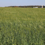 Farmers had mixed results when planting into green cover crops in 2016.