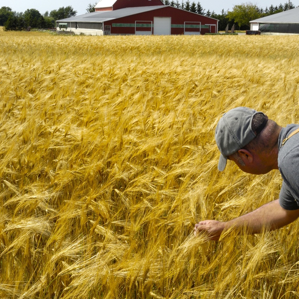 Wheat farmer checking his crop.