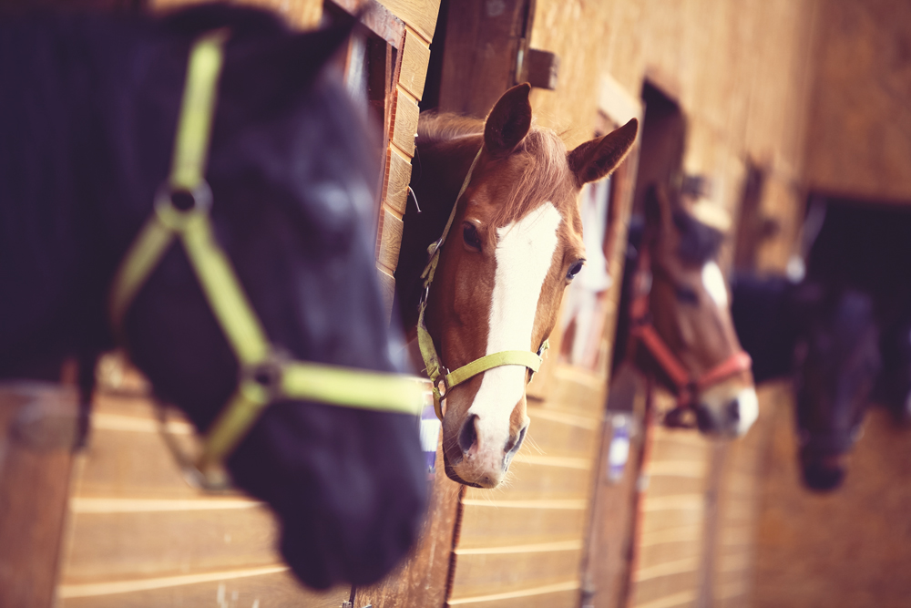 Horses will develop repetitive behaviour in response to stress and unmet needs.