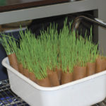 Disease issues can really hurt seed germination, making testing before planting very important.
