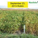 This field of soybeans was still green on Sept. 23, 2013 and would’ve been damaged if there had been frost then, says Manitoba Agriculture pulse specialist Dennis Lange. While the farmers grew early-maturing varieties a cool summer and lots of rain delayed crop maturity. One of these years some of Manitoba’s soybeans will be damaged by a fall frost and likely slow the pace of soybean expansion, he said.