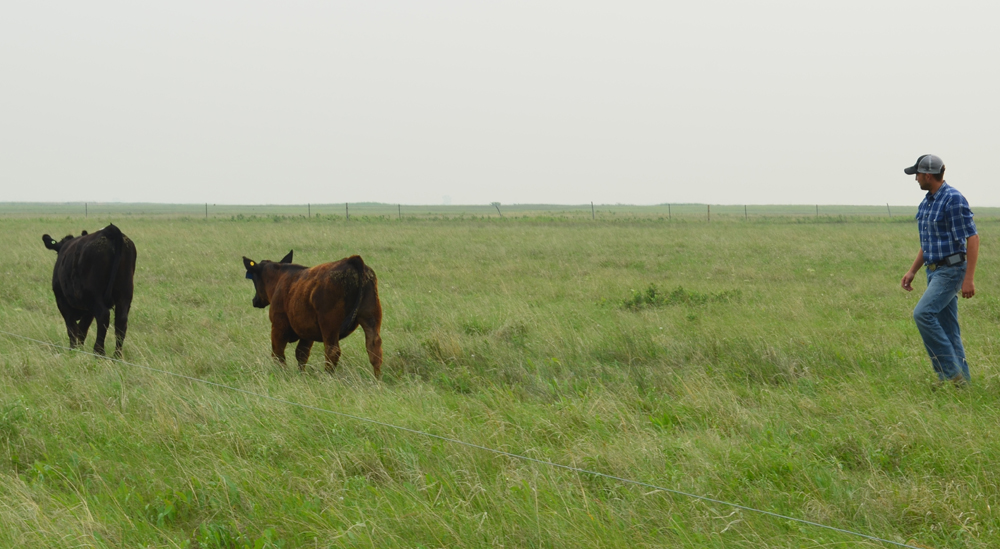 Giving young producers a route into the business will help meet the goal of expanding the provincial beef herd. 