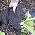 An example of a cover crop mixture in the U.S. where some producers are using cocktails of 20 or more species. However, the U of M’s Yvonne Lawley warns about brassicas such as tillage radish, which might contribute to diseases such as clubroot in canola. 