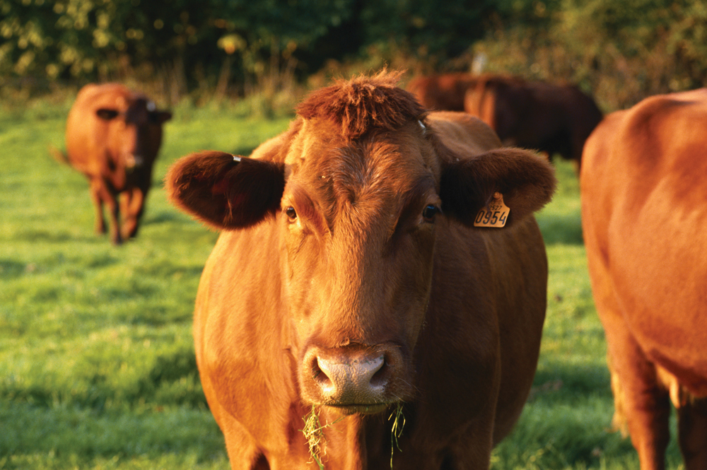 U.S. trade rumblings unnerve Canada’s beef producers